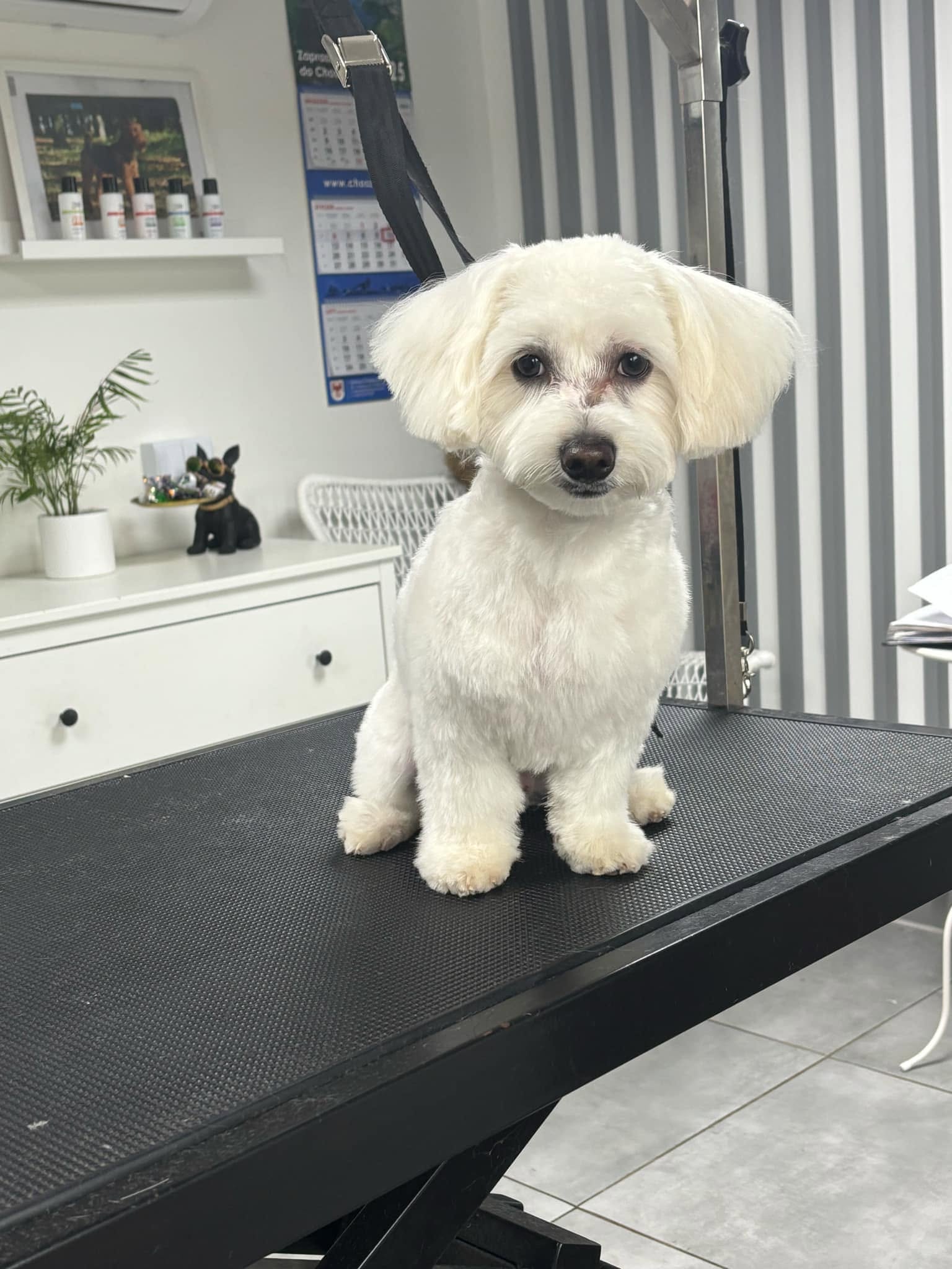 Pielęgnacja psa — Beautiful Pets Choszczno